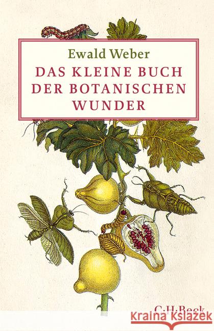 Das kleine Buch der botanischen Wunder Weber, Ewald 9783406696183 Beck - książka