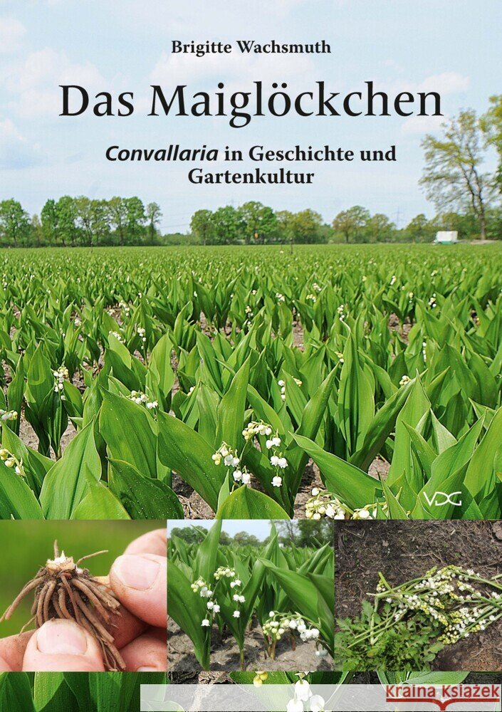 Das Maiglöckchen Wachsmuth, Brigitte 9783897399983 VDG Verlag im Jonas Verlag - książka
