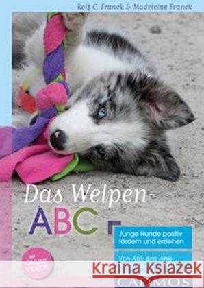 Das Welpen-ABC : Junge Hunde positiv fördern und erziehen. Von Auf-den-Arm-Nehmen bis Zerrspiele. Mit Online-Videos Franck, Madeleine; Franck, Rolf C. 9783840425172 Cadmos - książka