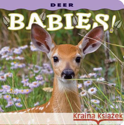 Deer Babies! Donald M. Jones 9781560370833 Farcountry Press - książka