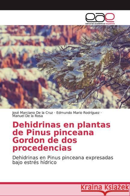 Dehidrinas en plantas de Pinus pinceana Gordon de dos procedencias : Dehidrinas en Pinus pinceana expresadas bajo estrés hídrico De la Cruz, José Marciano; Rodríguez, Edmundo Mario; De la Rosa, Manuel 9786202151030 Editorial Académica Española - książka