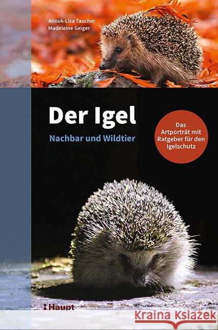 Der Igel - Nachbar und Wildtier Taucher, Anouk-Lisa, Geiger, Madeleine 9783258081946 Haupt - książka