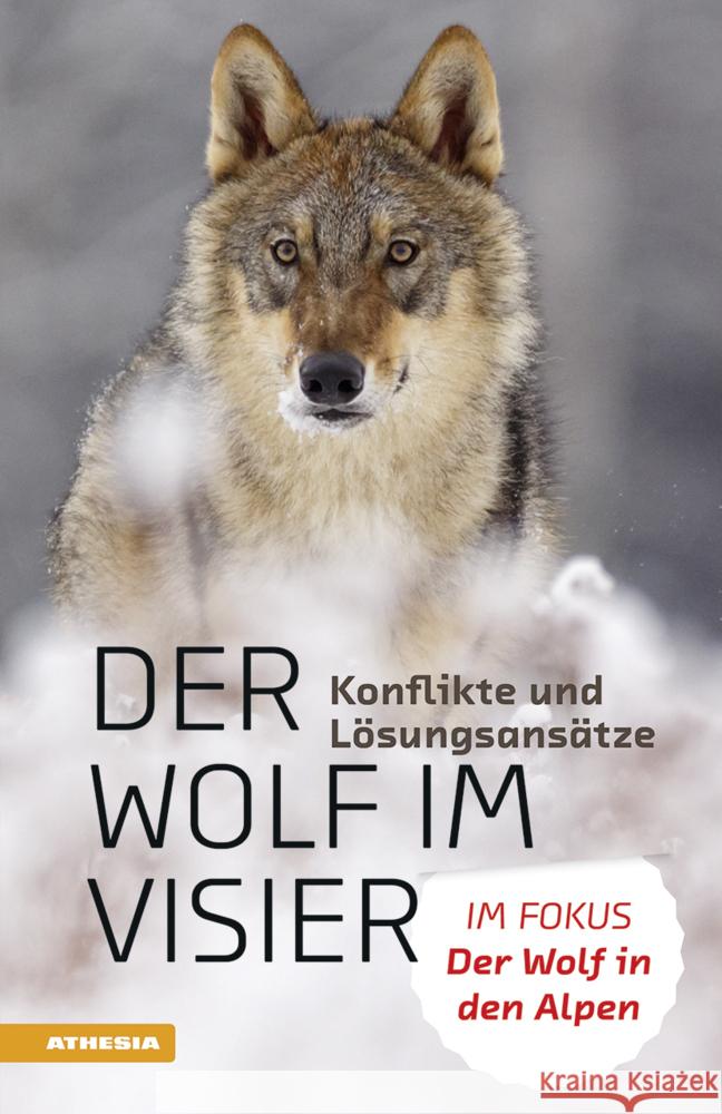 Der Wolf im Visier - Konflikte und Lösungsansätze Aukenthaler, Heinrich, Hilpold, Leo, Hofer, Alberich 9788868395698 Athesia Tappeiner Verlag - książka