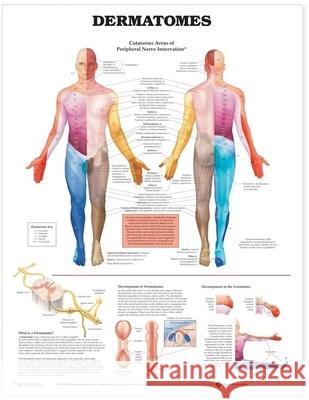 Dermatomes Anatomical Chart   9781587791123 Anatomical Chart Co. - książka