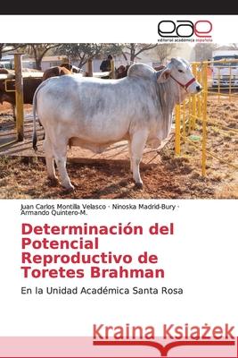 Determinación del Potencial Reproductivo de Toretes Brahman Montilla Velasco, Juan Carlos 9783659096150 Editorial Académica Española - książka