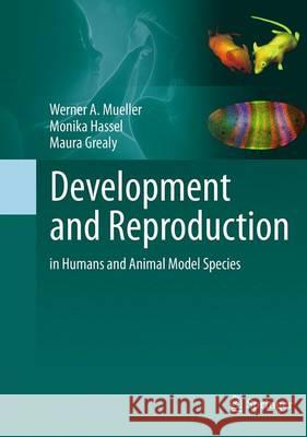 Development and Reproduction in Humans and Animal Model Species Werner a. Mueller Monika Hassel Maura Grealy 9783662495995 Springer - książka