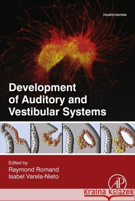 Development of Auditory and Vestibular Systems Raymond Romand 9780124080881 ACADEMIC PRESS - książka