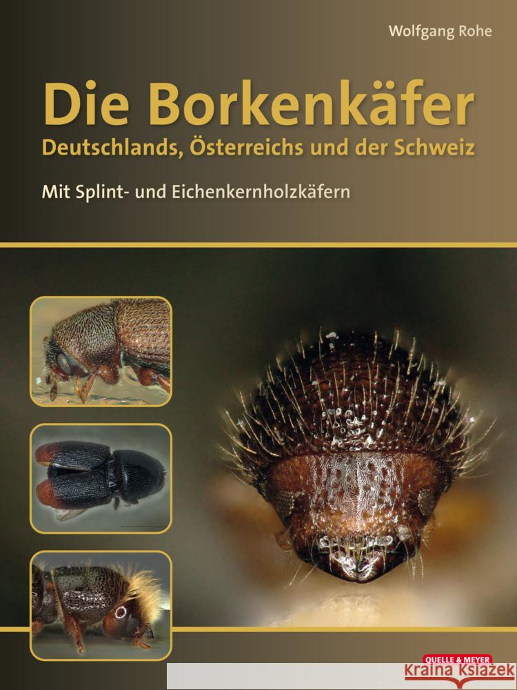 Die Borkenkäfer Deutschlands, Österreichs und der Schweiz Rohe, Wolfgang 9783494018720 Quelle & Meyer - książka
