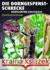 Die Dorngespenstschrecke : Eurycantha Calcarata Schorn, Stephan 9783866591844 Natur und Tier-Verlag - książka