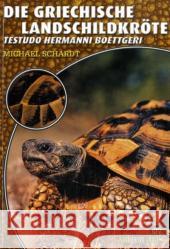 Die Griechische Landschildkröte : Testudo hermanni boettgeri Schardt, Michael   9783937285931 Natur und Tier-Verlag - książka