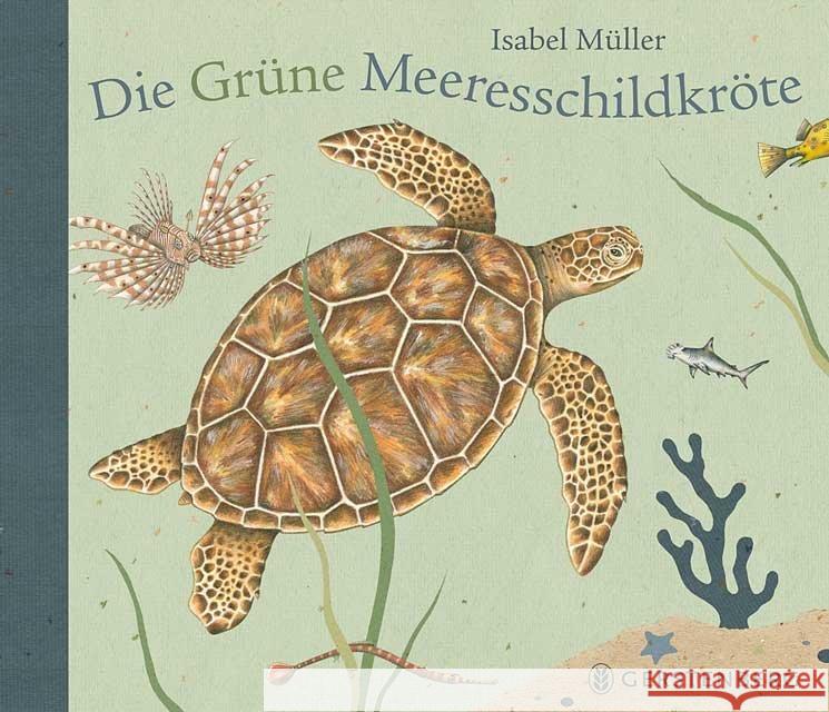 Die Grüne Meeresschildkröte Müller, Isabel 9783836957809 Gerstenberg Verlag - książka