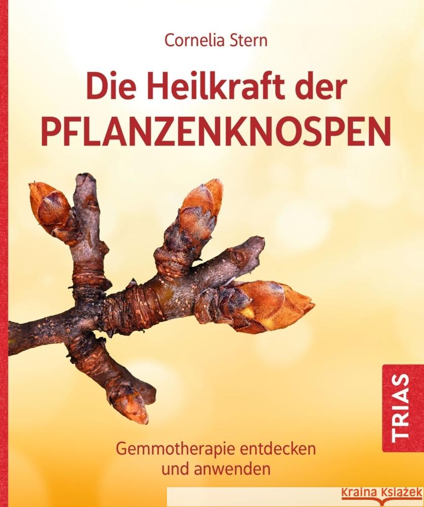 Die Heilkraft der Pflanzenknospen Stern, Cornelia 9783432114699 Trias - książka