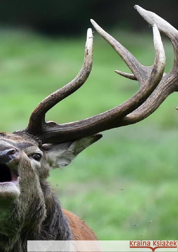 Die Hirsche der Welt Gloger, C. 9783759810274 epubli - książka