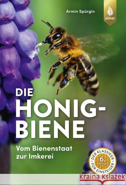 Die Honigbiene : Vom Bienenstaat zur Imkerei. Der Klassiker für Einsteiger Spürgin, Armin 9783818609740 Verlag Eugen Ulmer - książka