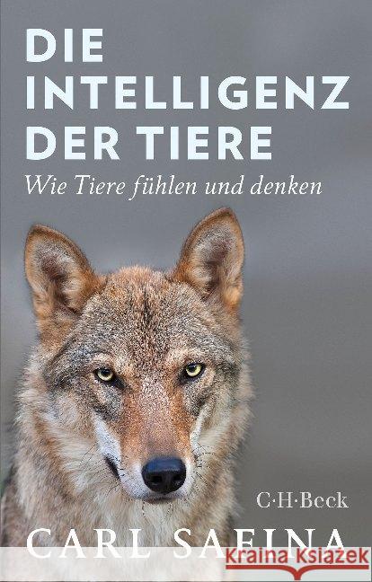 Die Intelligenz der Tiere : Wie Tiere fühlen und denken Safina, Carl 9783406739583 Beck - książka