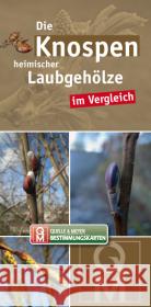 Die Knospen heimischer Laubgehölze im Vergleich, Bestimmungskarten  9783494016054 Quelle & Meyer - książka