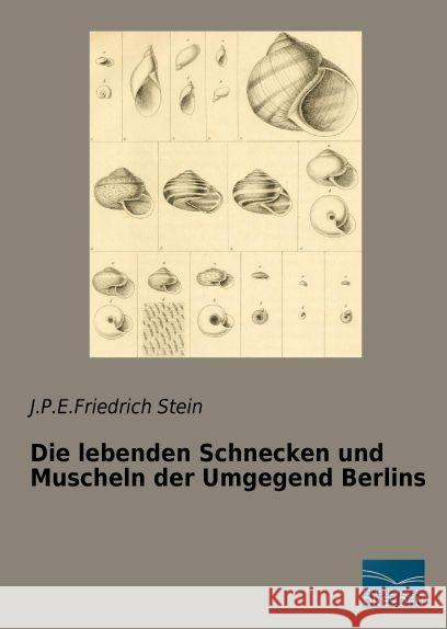 Die lebenden Schnecken und Muscheln der Umgegend Berlins Stein, J.P.E.Friedrich 9783956920790 Fachbuchverlag-Dresden - książka
