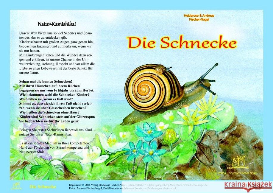 Die Schnecke, Natur-Kamishibai Fischer-Nagel, Heiderose; Fischer-Nagel, Andreas 9783930038725 Fischer-Nagel - książka