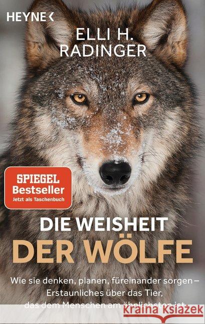 Die Weisheit der Wölfe : Wie sie denken, planen, füreinander sorgen. Erstaunliches über das Tier, das dem Menschen am ähnlichsten ist Radinger, Elli H. 9783453605121 Heyne - książka