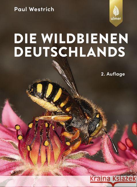 Die Wildbienen Deutschlands Westrich, Paul 9783818608804 Verlag Eugen Ulmer - książka