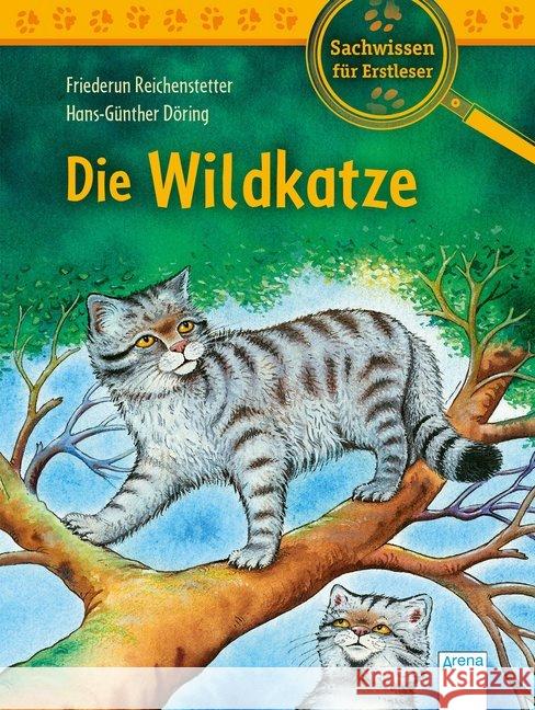 Die Wildkatze : Sachwissen für Erstleser Reichenstetter, Friederun 9783401715735 Arena - książka