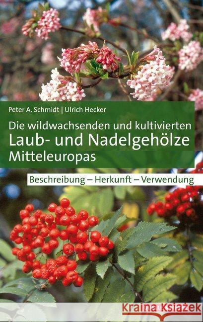 Die wildwachsenden und kultivierten Laub- und Nadelgehölze Mitteleuropas Schmidt, Peter A.; Hecker, Ulrich 9783494018003 Quelle & Meyer - książka