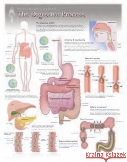Digestive Process Laminated Poster Scientific Publishing 9781935612056 Scientific Publishing Limited - książka