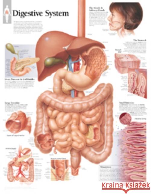 Digestive System Laminated Poster Scientific Publishing 9781930633131 Scientific Publishing Limited - książka