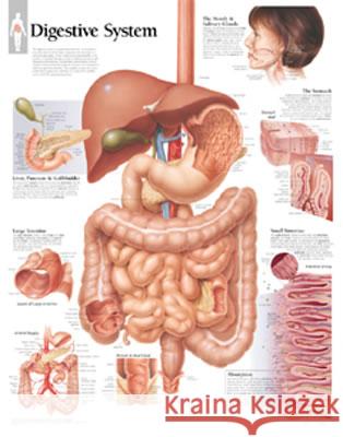 Digestive System Paper Poster Scientific Publishing 9781930633124 Scientific Publishing Limited - książka