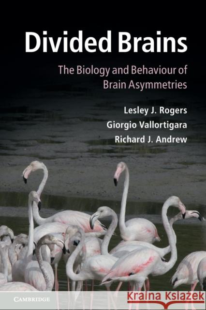 Divided Brains: The Biology and Behaviour of Brain Asymmetries Rogers, Lesley J. 9780521183048 CAMBRIDGE UNIVERSITY PRESS - książka