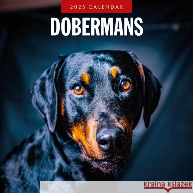 Dobermans 2025 Square Wall Calendar Red Robin 9781804424568 Red Robin Publishing Ltd. - książka