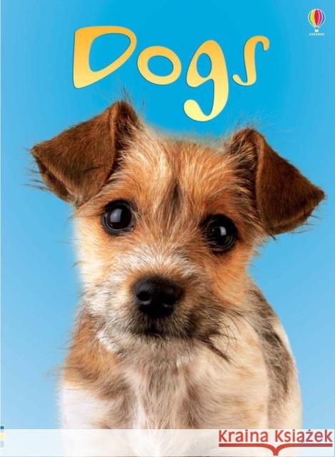 Dogs   9780746080481 Usborne Publishing Ltd - książka