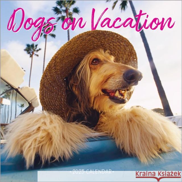 Dogs on Vacation Wall Calendar 2025 Workman Calendars 9781523526673 Workman Publishing - książka