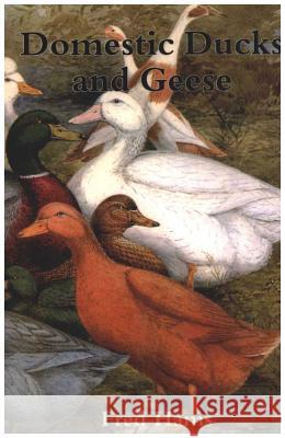 Domestic Ducks and Geese Fred Hams 9780747804475 Bloomsbury Publishing PLC - książka