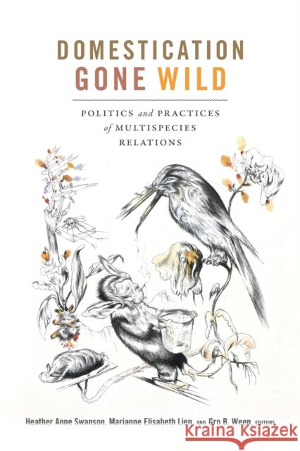 Domestication Gone Wild: Politics and Practices of Multispecies Relations Heather Anne Swanson Marianne Elisabeth Lien Gro B. Ween 9780822371267 Duke University Press - książka