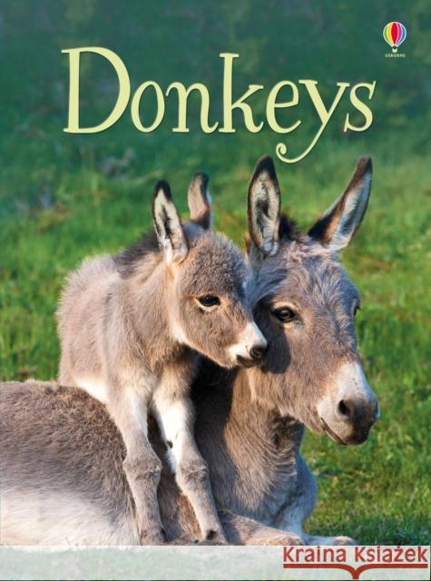 Donkeys James Maclaine 9781474921817 Usborne Publishing Ltd - książka