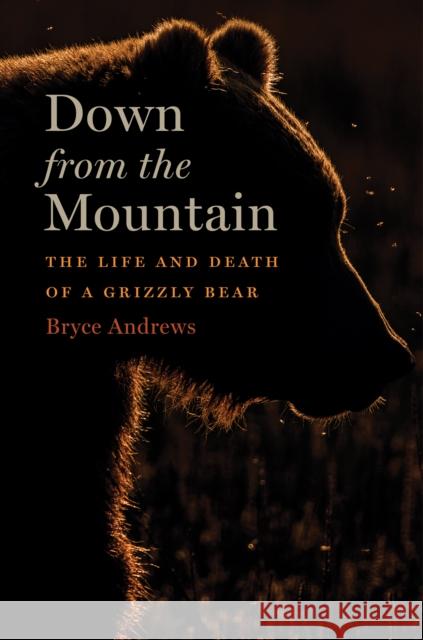 Down From The Mountain: The Life and Death of a Grizzly Bear Bryce Andrews 9781328972453 Houghton Mifflin - książka