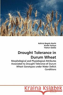 Drought Tolerance in Durum Wheat Ashinie Bogale Gonfa Kindie Tesfaye Tilahun Geleto 9783639317077 VDM Verlag - książka