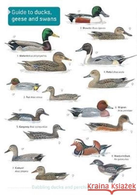 Ducks, Geese and Swans  9781908819444 Field Studies Council - książka