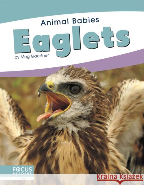 Eaglets Meg Gaertner 9781641857468 North Star Editions - książka