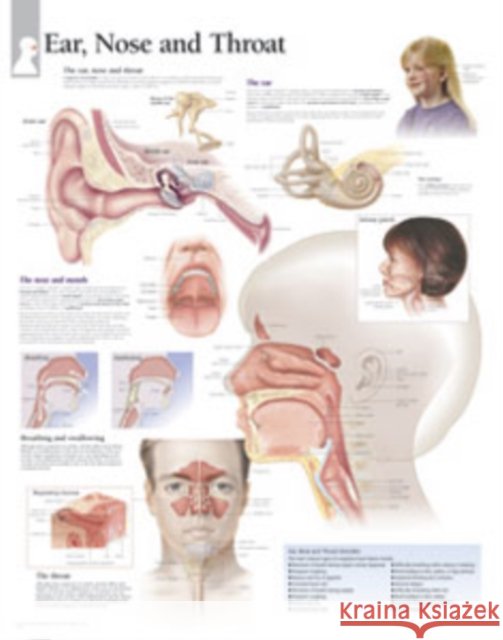 Ear, Nose & Throat Laminated Poster Scientific Publishing 9781932922677 Scientific Publishing - książka