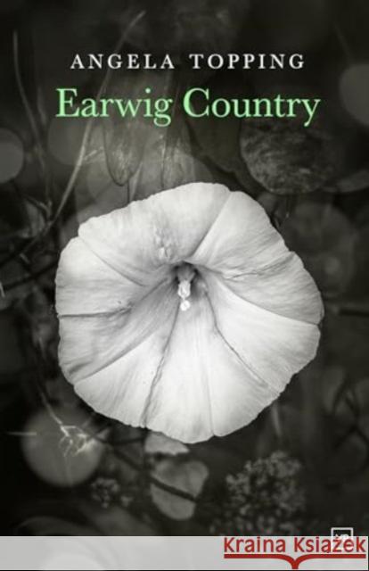 Earwig Country Angela Topping 9781915606228 Valley Press - książka