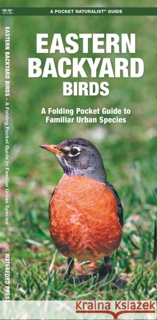 Eastern Backyard Birds: An Introduction to Familiar Urban Species James Kavanagh Raymond Leung 9781583550748 Waterford Press - książka