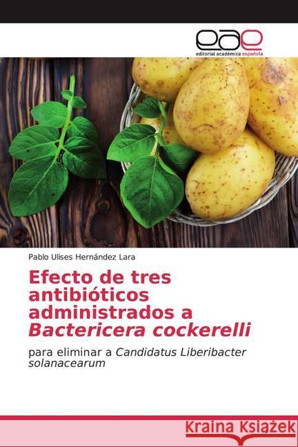 Efecto de tres antibióticos administrados a Bactericera cockerelli : para eliminar a Candidatus Liberibacter solanacearum Hernández Lara, Pablo Ulises 9786200377616 Editorial Académica Española - książka