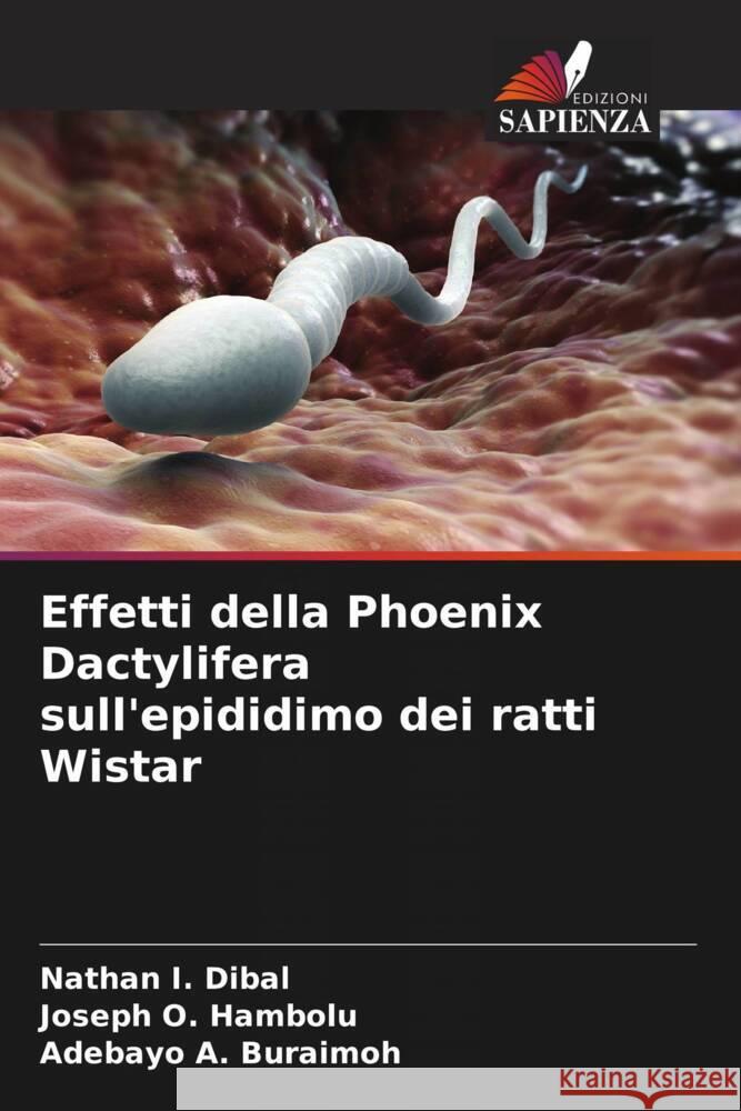 Effetti della Phoenix Dactylifera sull'epididimo dei ratti Wistar Nathan I. Dibal Joseph O. Hambolu Adebayo A. Buraimoh 9786208614157 Edizioni Sapienza - książka