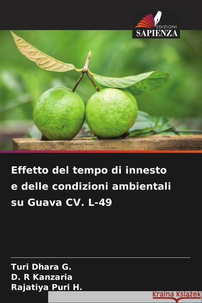 Effetto del tempo di innesto e delle condizioni ambientali su Guava CV. L-49 G., Turi Dhara, Kanzaria, D. R, Puri H., Rajatiya 9786204873398 Edizioni Sapienza - książka