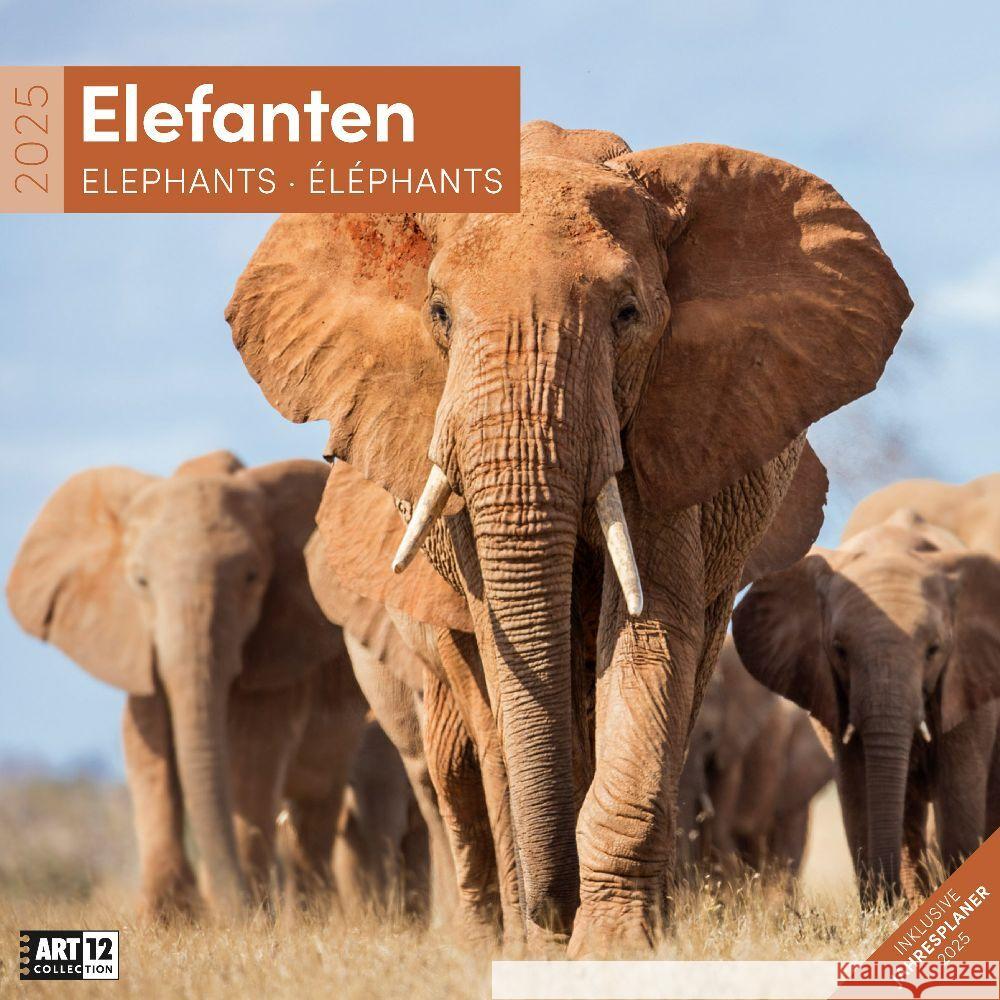Elefanten Kalender 2025 - 30x30 Ackermann Kunstverlag 9783838445281 Ackermann Kunstverlag - książka