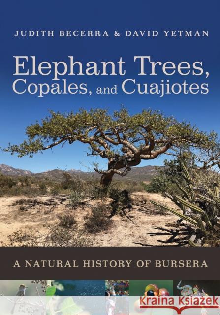 Elephant Trees, Copales, and Cuajiotes Exequiel Ezcurra 9780816551941 University of Arizona Press - książka