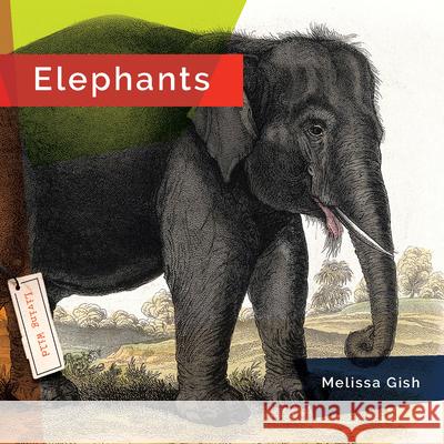 Elephants Melissa Gish 9781682770771 Creative Paperbacks - książka