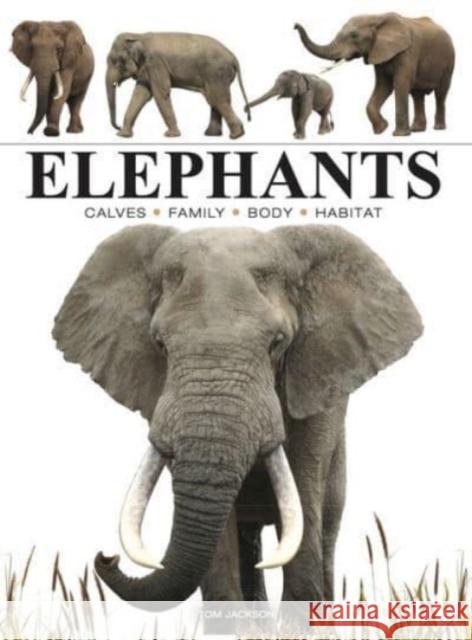 Elephants Tom Jackson 9781838863593 Amber Books Ltd - książka